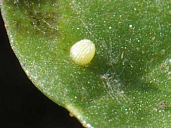  Oeuf de Issoria lathonia L. - �Beno�t M�ry