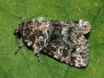 Callopistria latreillei Dup. adulte - �Philippe Mothiron