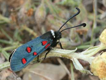 Zygaena lavandulae Esp. adulte - �Daniel Morel
