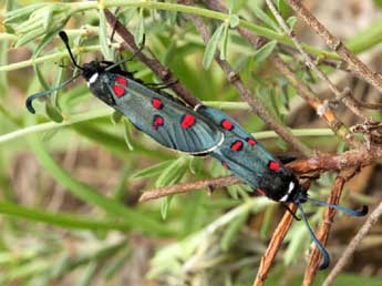 Zygaena lavandulae Esp. adulte - �Daniel Morel