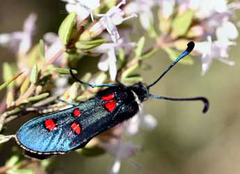 Zygaena lavandulae Esp. adulte - �Daniel Morel