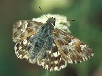 Muschampia lavatherae Esp. adulte - �Tristan Lafranchis