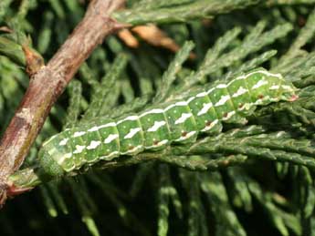  Chenille de Lithophane leautieri Bsdv. - �Serge Wambeke