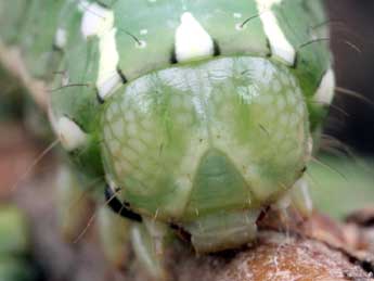  Chenille de Lithophane leautieri Bsdv. - �Serge Wambeke