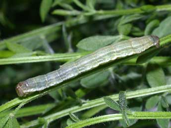  Chenille de Chesias legatella D. & S. - �Philippe Mothiron