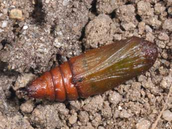  Chrysalide de Chesias legatella D. & S. - �Philippe Mothiron