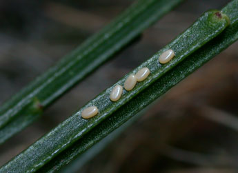  Oeuf de Chesias legatella D. & S. - �Philippe Mothiron