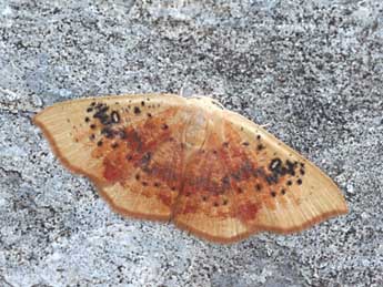 Cyclophora lennigiaria Fuchs adulte - �Daniel Morel