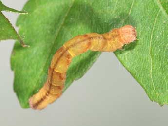  Chenille de Cyclophora lennigiaria Fuchs - �Samuel Ducept