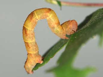  Chenille de Cyclophora lennigiaria Fuchs - �Samuel Ducept