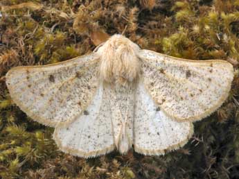 Dyscia lentiscaria Donz. adulte - �Daniel Morel