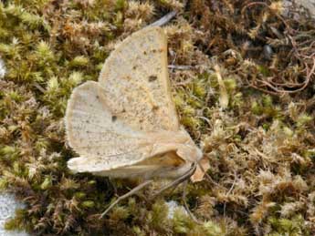 Dyscia lentiscaria Donz. adulte - �Daniel Morel