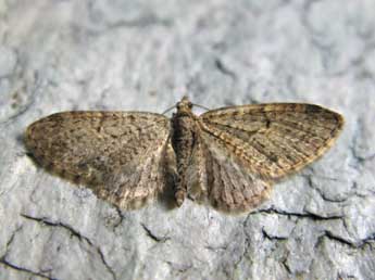 Eupithecia lentiscata Mab. adulte - �Claude Tautel