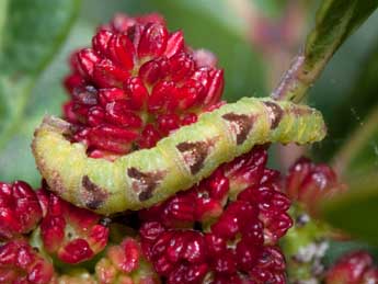  Chenille de Eupithecia lentiscata Mab. - �Claude Tautel