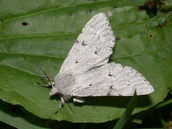 Acronicta leporina L. adulte - �Philippe Mothiron