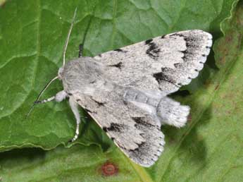 Acronicta leporina L. adulte - �Philippe Mothiron