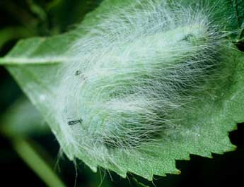  Chenille de Acronicta leporina L. - �Philippe Mothiron