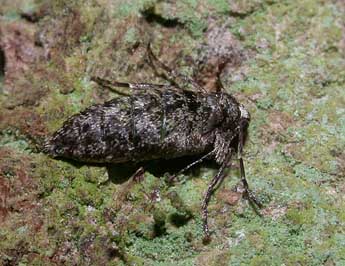 Agriopis leucophaearia D. & S. adulte - �Philippe Mothiron