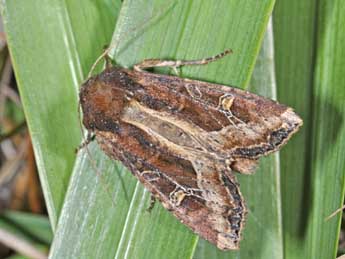 Helotropha leucostigma Hb. adulte - �Philippe Mothiron