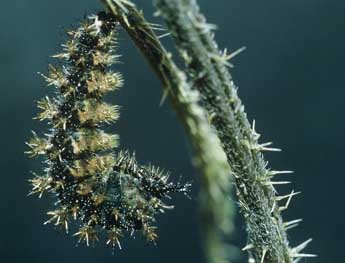  Chenille de Araschnia levana L. - �Philippe Mothiron