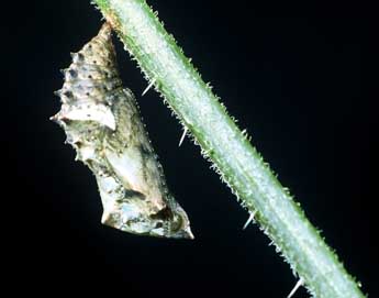  Chrysalide de Araschnia levana L. - �Philippe Mothiron