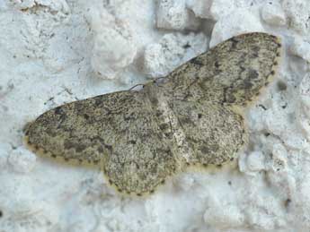 Idaea libycata Bartel adulte - �Alain Cama