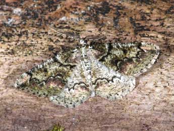 Cleorodes lichenaria Hfn. adulte - �Samuel Ducept