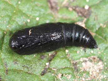  Chrysalide de Cleorodes lichenaria Hfn. - �Samuel Ducept