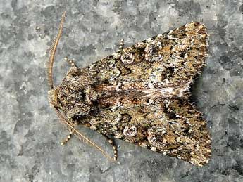 Polymixis lichenea Hb. adulte - �Patrick Le Mao