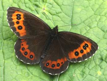 Erebia ligea L. adulte - �Daniel Morel