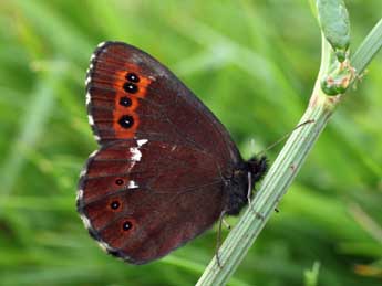 Erebia ligea L. adulte - �Daniel Morel