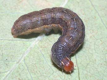  Chenille de Conistra ligula Esp. - �Philippe Mothiron