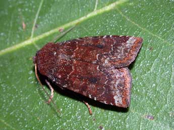 Conistra ligula Esp. adulte - �Philippe Mothiron