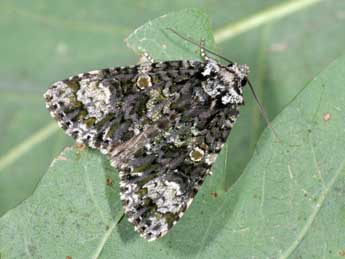 Craniophora ligustri D. & S. adulte - �Philippe Mothiron