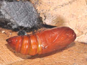  Chrysalide de Craniophora ligustri D. & S. - �Philippe Mothiron