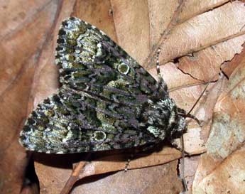 Craniophora ligustri D. & S. adulte - �Philippe Mothiron