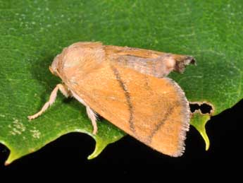 Apoda limacodes Hfn. adulte - �Philippe Mothiron