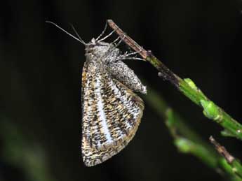 Isturgia limbaria F. adulte - �Philippe Mothiron