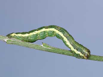  Chenille de Isturgia limbaria F. - �Lionel Taurand