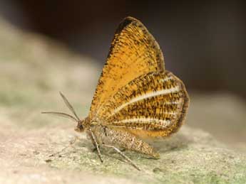 Isturgia limbaria F. adulte - �Lionel Taurand