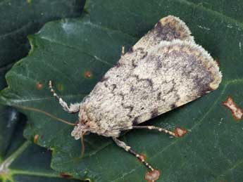 Autophila limbata Stgr adulte - �Daniel Morel