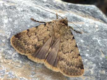 Autophila limbata Stgr adulte - �Daniel Morel