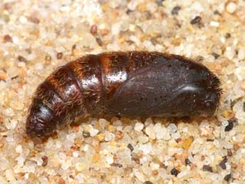  Chrysalide de Gufria limosa Serres - �Lionel Taurand