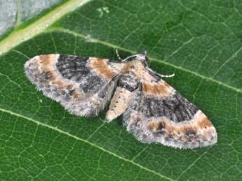 Eupithecia linariata D. & S. adulte - �Philippe Mothiron
