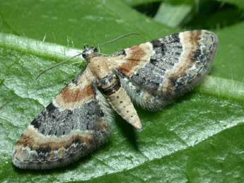 Eupithecia linariata D. & S. adulte - �Philippe Mothiron