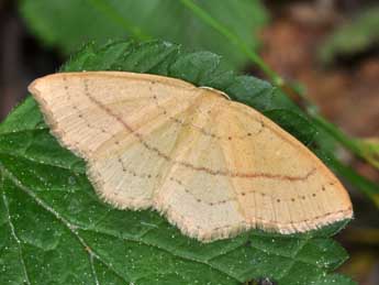 Cyclophora linearia Hb. adulte - �Philippe Mothiron