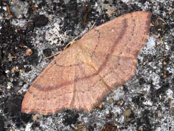 Cyclophora linearia Hb. adulte - �Philippe Mothiron
