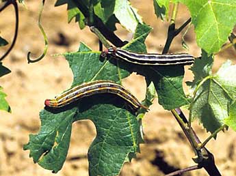  Chenille de Hyles livornica Esp. - �Herv� Guyot