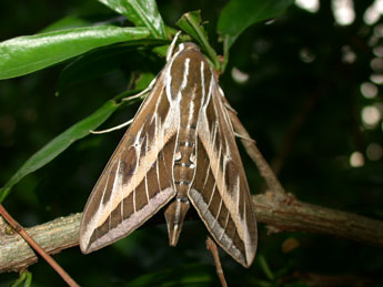 Hyles livornica Esp. adulte - �Philippe Mothiron