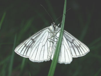 Siona lineata Scop. adulte - �Philippe Mothiron